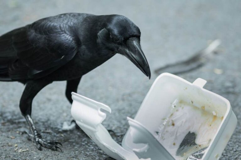 Can Birds Eat Yogurt? A Detailed Bird Feeding Guide