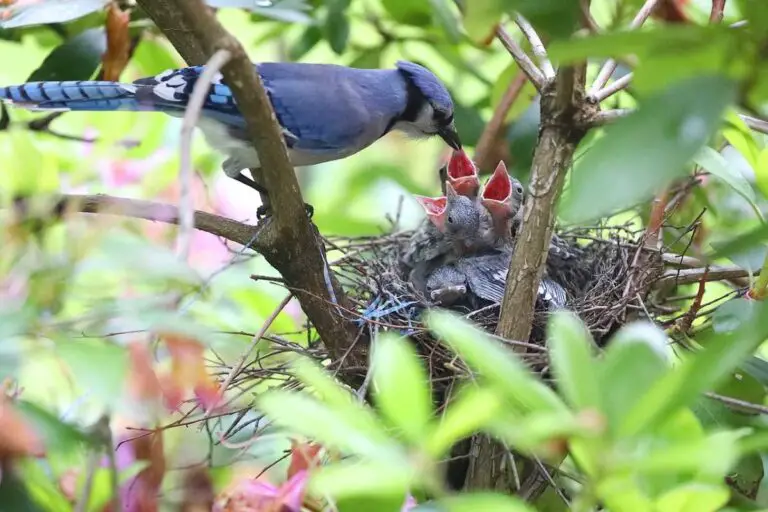 Discover the Fascinating World of Blue Jay Birds | Bird Journal
