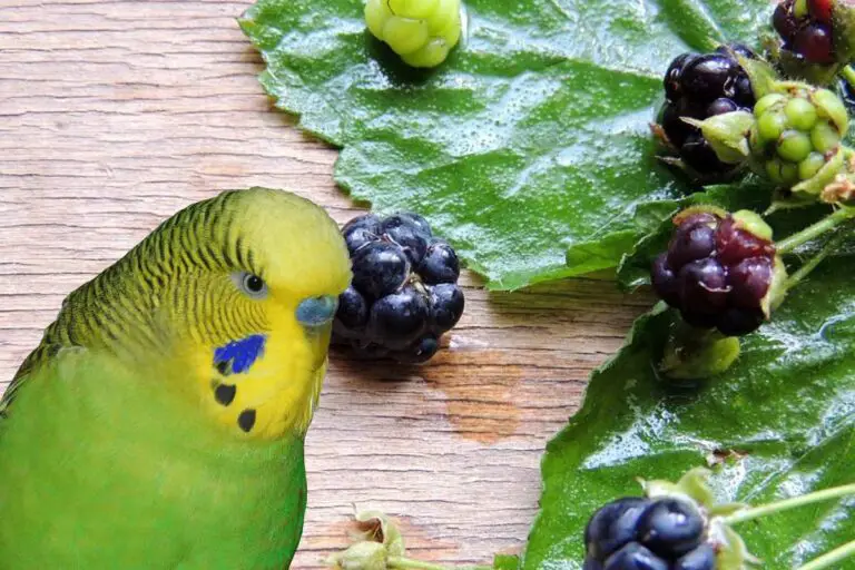 Can Budgies Eat Blackberries? A Comprehensive Guide