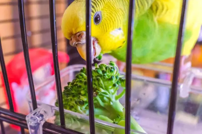 Can Budgies Eat Broccoli? A Comprehensive Guide