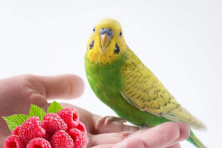 Can Budgies Eat Raspberries? A Comprehensive Guide
