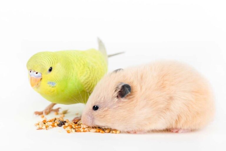 Can Birds Eat Hamster Food? All You Need To Know