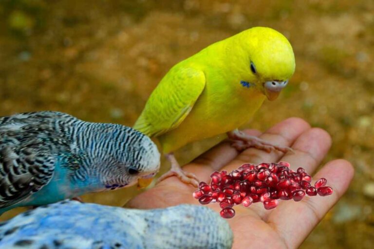 Can Budgies Eat Pomegranate? What You Need To Know