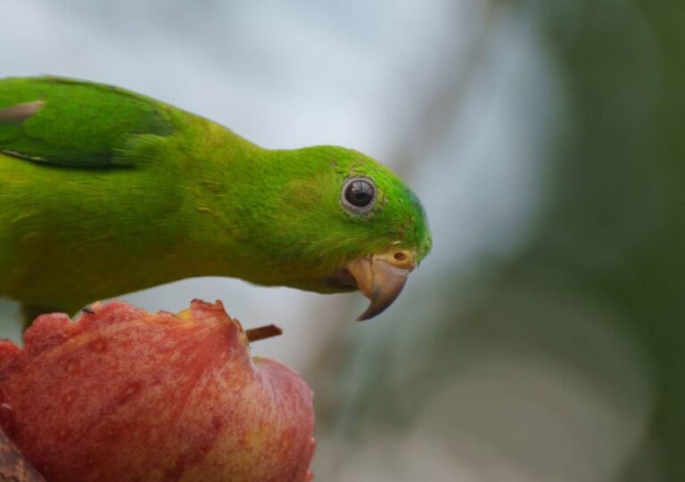 Can Parakeets Eat Apples?