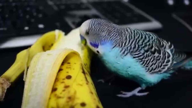 Can Parakeets Eat Bananas? Your Guide to Parakeet Nutrition
