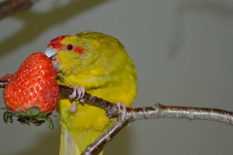 Can Parakeets Eat Strawberries?