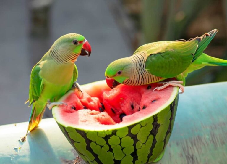Do Parakeets Eat Watermelon?