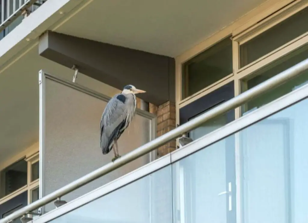 How To Keep Birds Off Balcony | Comprehensive Guide | Bird Journal