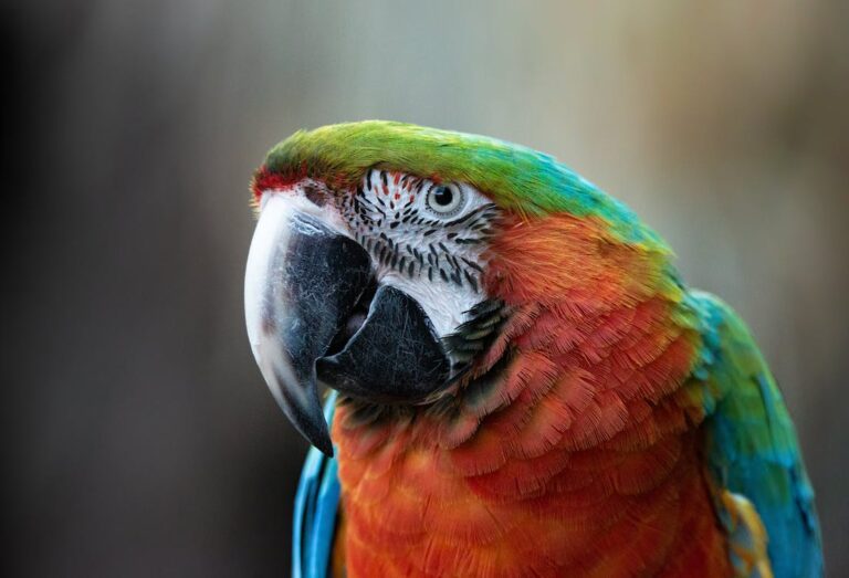 How Much Does a Parakeet Cost at Petco in 2023