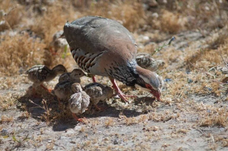 Can Quails Eat Strawberries? A Comprehensive Guide
