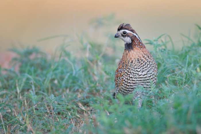 How to Hunt Quails Without a Dog? Effective Techniques | Bird Journal
